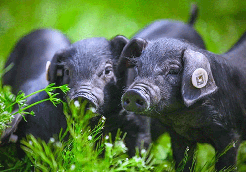 巨頭加碼黑豬：豬業(yè)轉(zhuǎn)型與養(yǎng)殖戶突圍