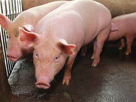 立冬豬場殺手？做好這6點，豬口蹄疫從此不再是問題