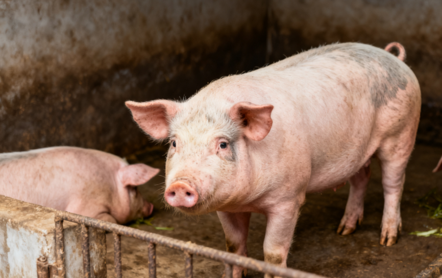 生豬市場觀察：產(chǎn)能過剩下價格上移，為何不宜過度看漲？