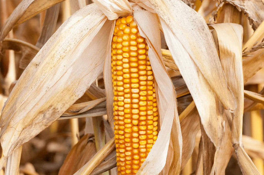 養(yǎng)豬省成本關(guān)鍵！玉米選得好，養(yǎng)豬虧得少