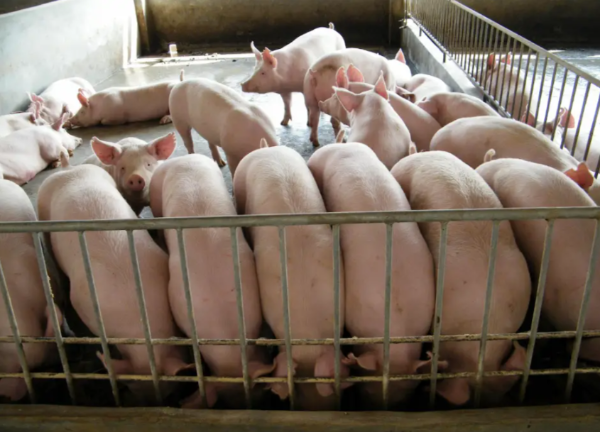本輪豬周期低谷為何這么長(zhǎng)？養(yǎng)豬人的出路在這