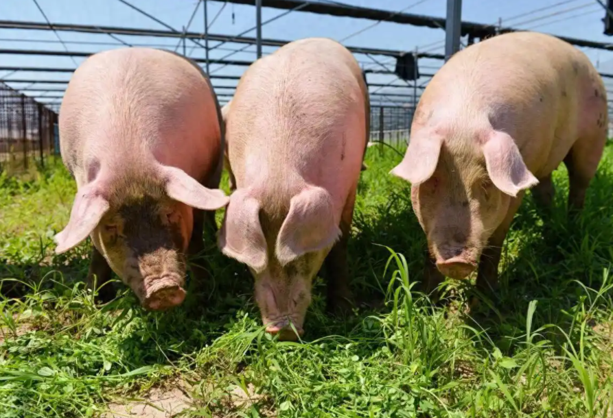 養(yǎng)豬新突破：基因技術(shù)精準(zhǔn)選種，輕松挑好豬，效益翻番！