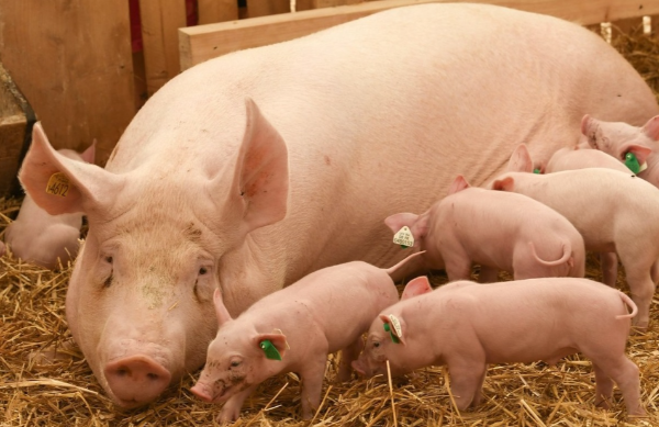 2026年養(yǎng)豬業(yè)進入調(diào)整期，中小散戶與大型企業(yè)該如何應(yīng)對？