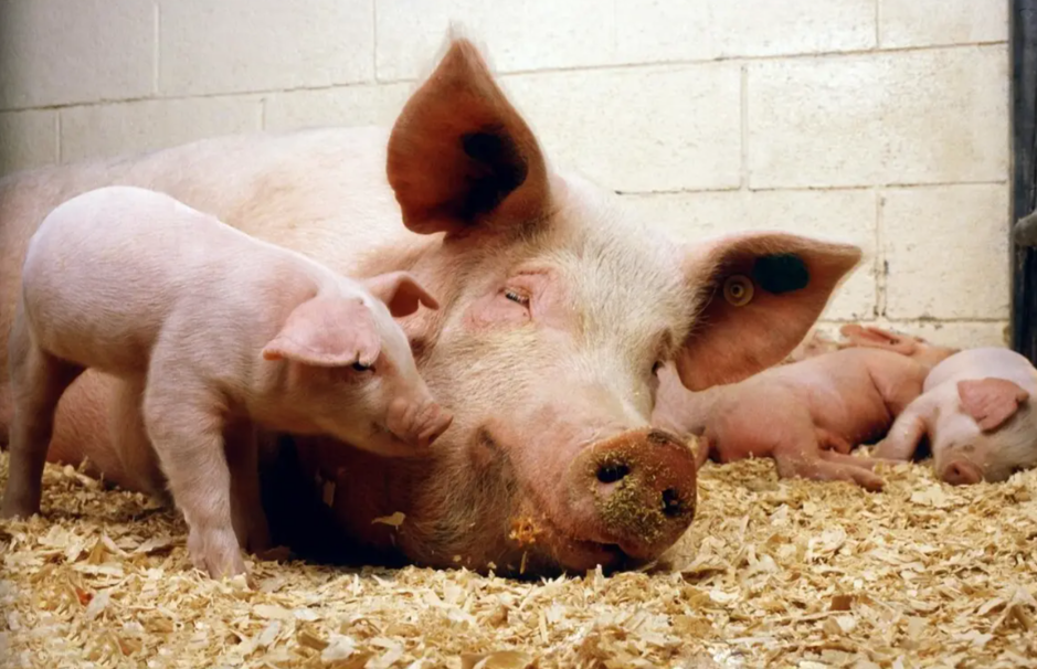 2025冬季豬瘟怎么防？防控這樣做更安心