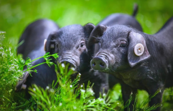 黑豬產(chǎn)業(yè)蓬勃發(fā)展：規(guī)?；i場如何實(shí)現(xiàn)差異化競爭？