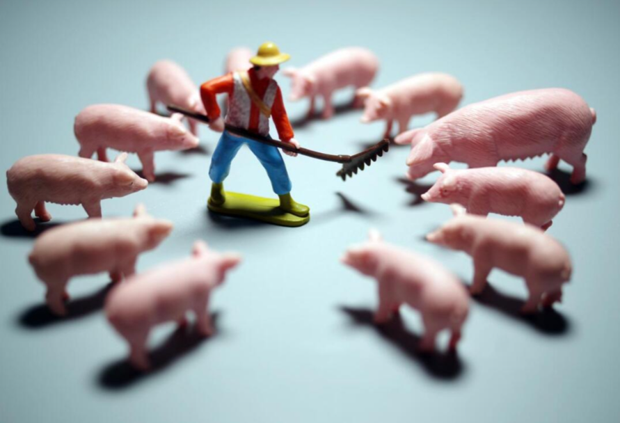 二次育肥成豬價(jià)關(guān)鍵！低位震蕩，1月行情能否逆襲？