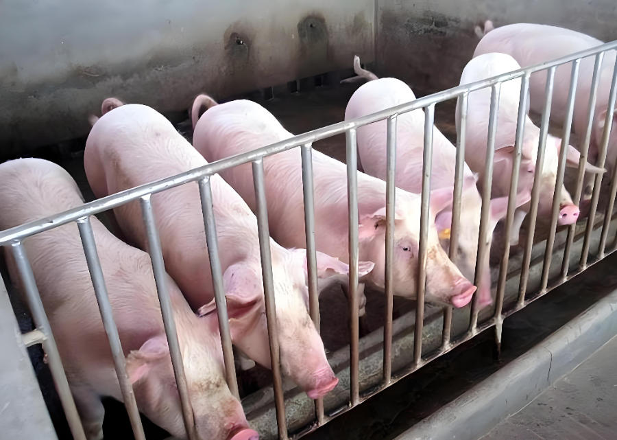 元旦臨近豬價連漲！大豬成香餑餑？