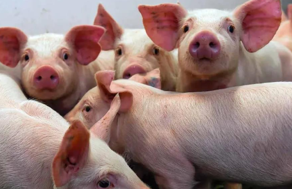 森澳達｜冬至后豬價狂漲11%！元月初遇坎，春節(jié)前還能沖嗎？