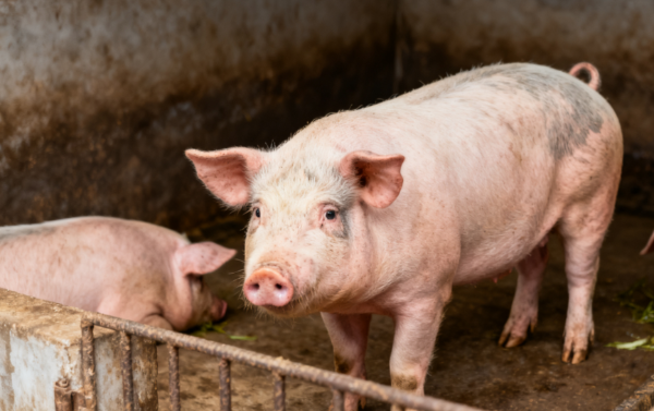 豬價元月初回調(diào)，12月過山車行情，后市走勢分析！