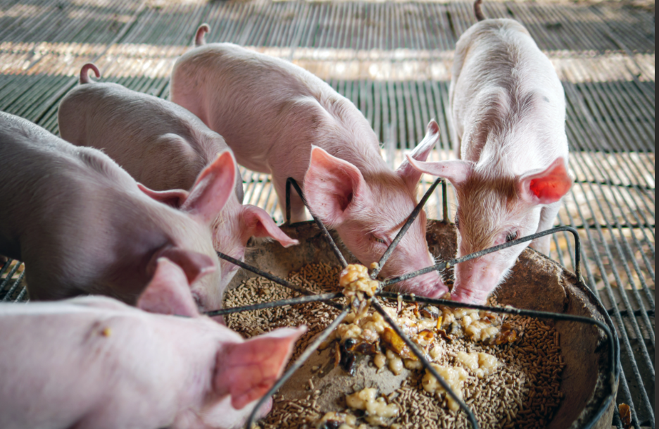12月生豬屠宰量大漲！供需雙增撐行情，1月或先減后增