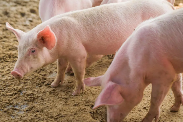 森澳達巨快｜養(yǎng)豬戶注意！2026新規(guī)落地：2項補貼取消，3大信號定調(diào)全年！