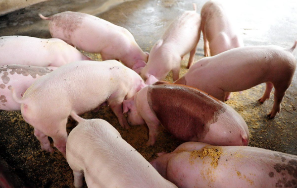 豬肉連漲、生豬震蕩，1月備貨旺季能打破僵局嗎？