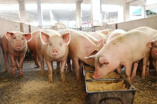 豬價仔豬雙上漲！市場看漲情緒濃，后市能擺脫底部震蕩嗎？