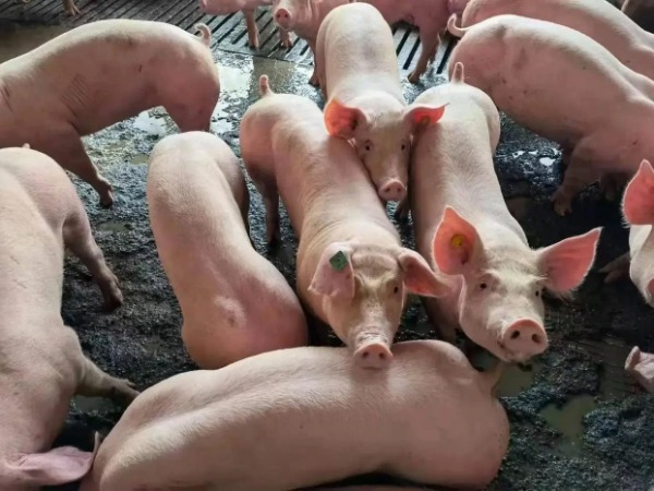 森澳達巨快｜豬企去產(chǎn)能呼聲背后，出欄量卻意外暴增！豬價翻身在望？