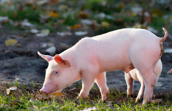 森澳達巨快｜2025年12月及全年生豬市場核心數(shù)據(jù)解讀