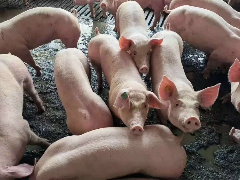 森澳達巨快｜出欄暴漲20%，豬價再跌！豬企產(chǎn)能悖論何解？