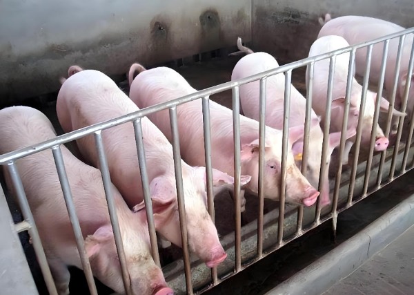 期貨救場！豬企靠它穩(wěn)賺50元/頭，豬周期困局要破了？