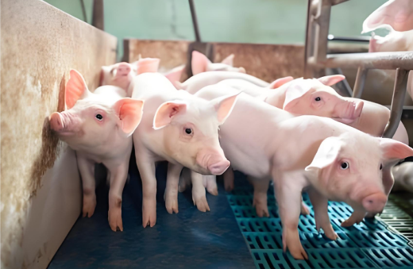 仔豬暴漲！警惕追高！暴漲難掩產(chǎn)能過剩本質(zhì)