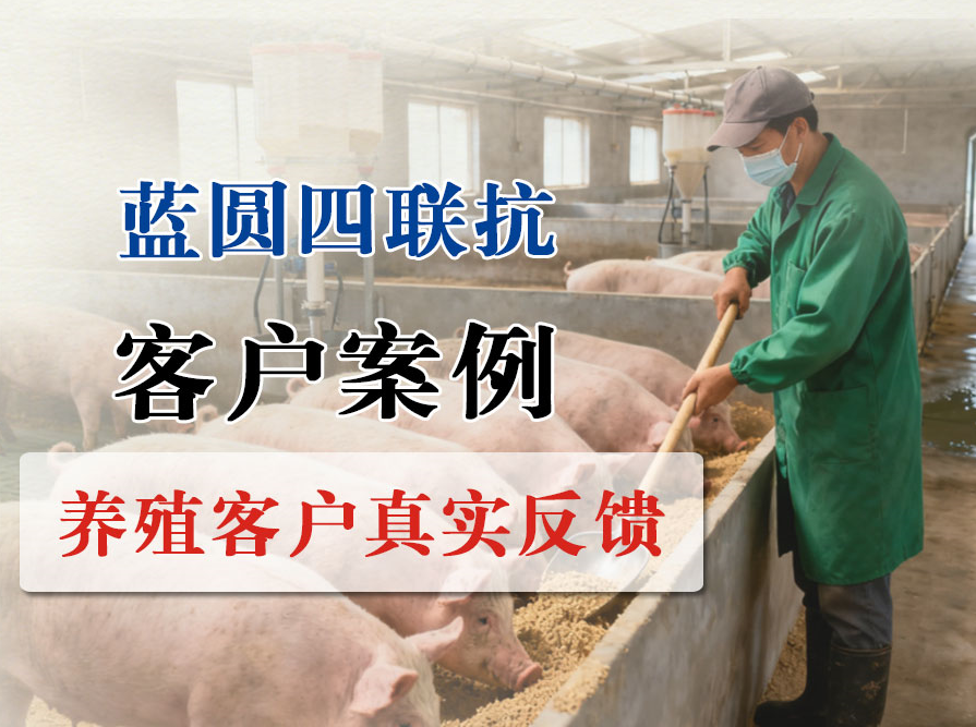 【藍(lán)圓四聯(lián)抗】500頭規(guī)模豬場(chǎng)，藍(lán)耳陽(yáng)性反復(fù)難控，30天轉(zhuǎn)陰穩(wěn)全群