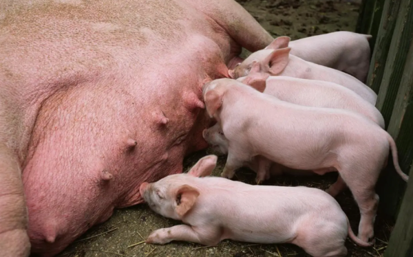 母豬三寶：加多寶+超能肽+魚肝油，打造高產(chǎn)母豬“鐵三角”