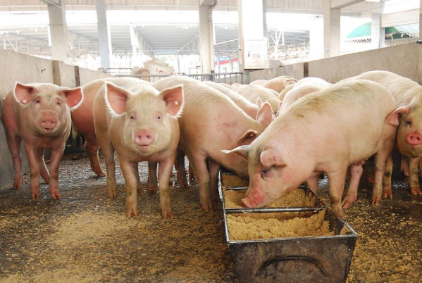 豬價刷新近5年最低！5元保衛(wèi)戰(zhàn)后止跌回暖，還能養(yǎng)嗎？