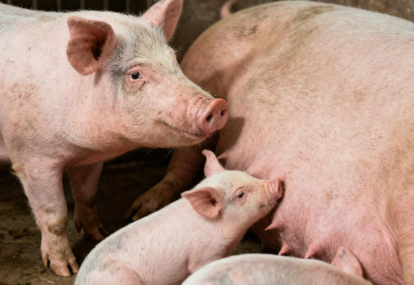 政策發(fā)力去產(chǎn)能！母豬再減311萬頭？森澳達(dá)伴養(yǎng)殖戶積極應(yīng)對迎拐點！