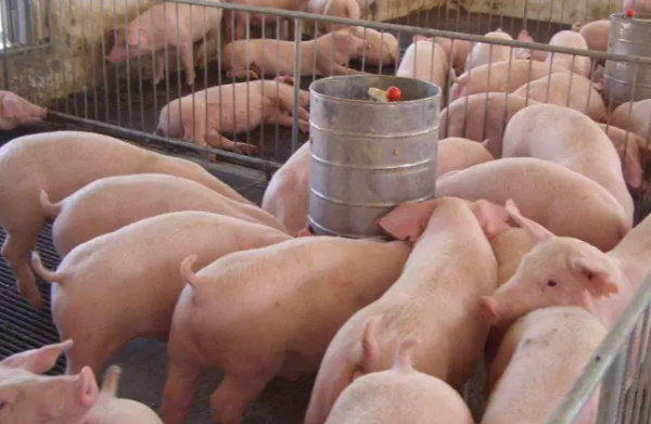仔豬入場應(yīng)激防控指南：大合同豬場春季養(yǎng)殖必看