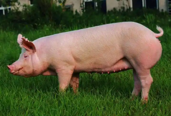 豬價創(chuàng)近20年新低，發(fā)改委出手救市，下半年能扭虧嗎？