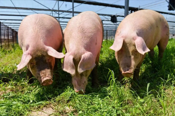 復盤2025生豬產業(yè)：產量創(chuàng)新高，養(yǎng)殖戶卻虧到心慌，2026年能翻身嗎？