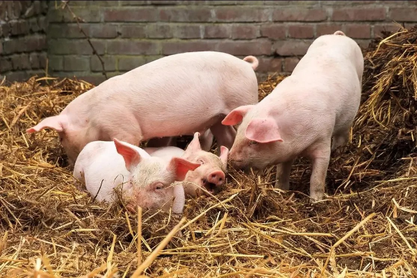 保育豬斷奶后腹瀉、僵豬多？0-14 天精準(zhǔn)保健森澳達(dá)專屬方案！