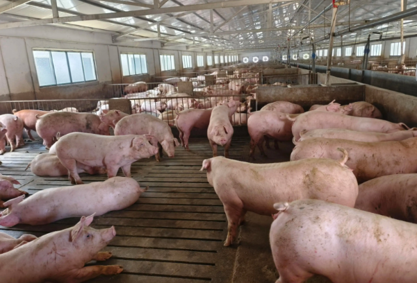 春季規(guī)模化豬場避坑｜別讓溫差、病害虧大錢！3步穩(wěn)保效益