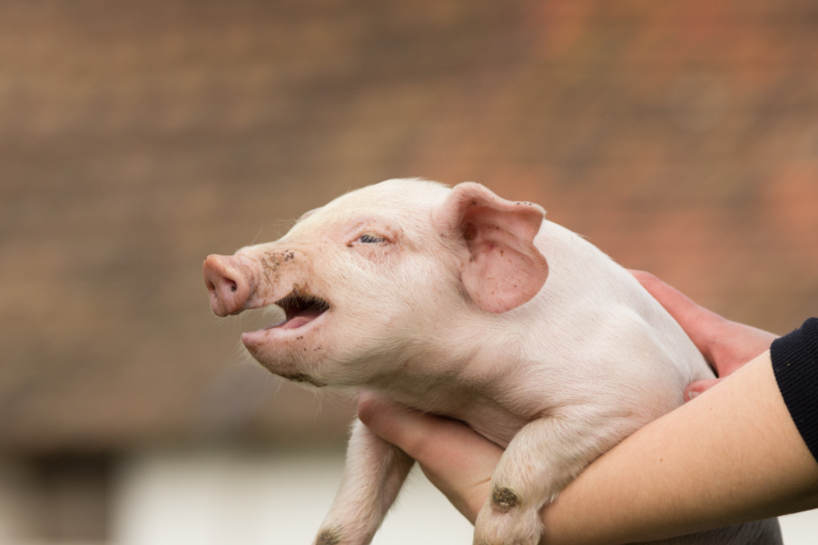 春季豬場必防！豬瘟+偽狂犬病防控實操指南