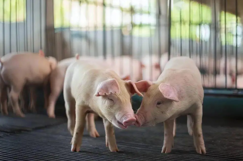 4 月豬價止跌回暖，養(yǎng)豬人該如何平穩(wěn)度過行業(yè)低谷？