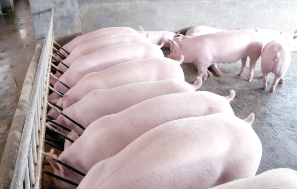 大豬賣不動、豬價難上漲？3月市場信號預警，4月豬價走勢已明確