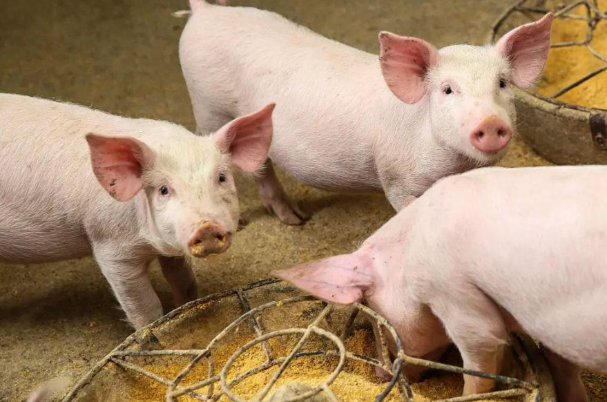 3 分鐘搞懂豬飼料！預(yù)混料 / 濃縮料 / 全價(jià)料怎么選？