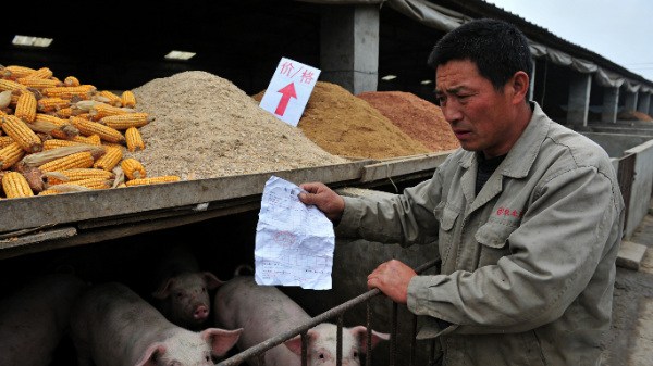 代養(yǎng)費被扣光？別冤！合同代養(yǎng)飼料坑避坑指南