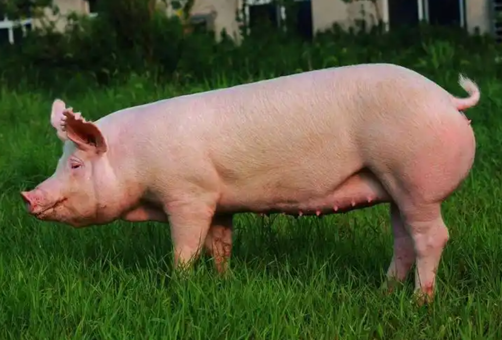 豬價跌破4.5元/斤，頭均虧超600元！4月豬價能翻身嗎？后市走勢明確了