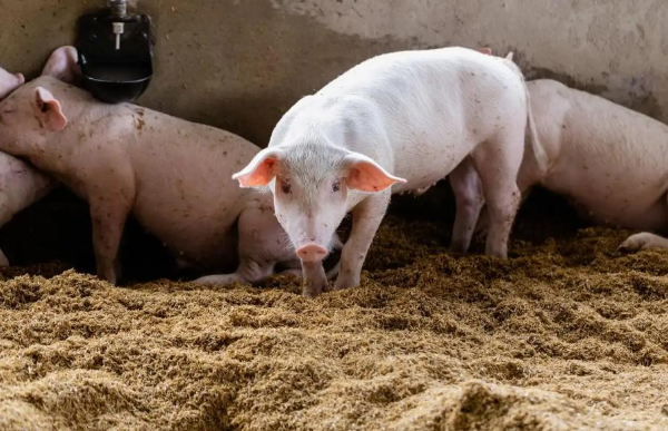 豆粕瘋漲不用愁！苜蓿+構(gòu)樹(shù)科學(xué)替代，豬各階段按比例喂，省料又增效！