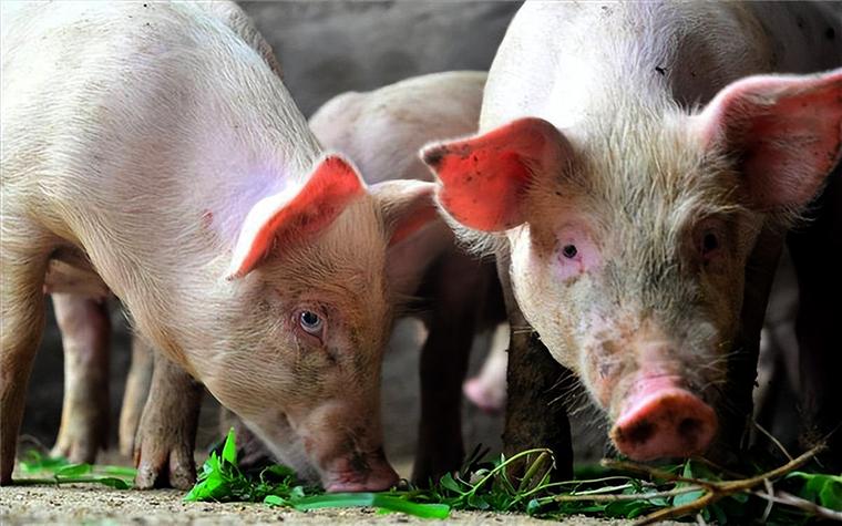 合同豬場(chǎng)必用的催肥產(chǎn)品首選，快速出欄就靠它！